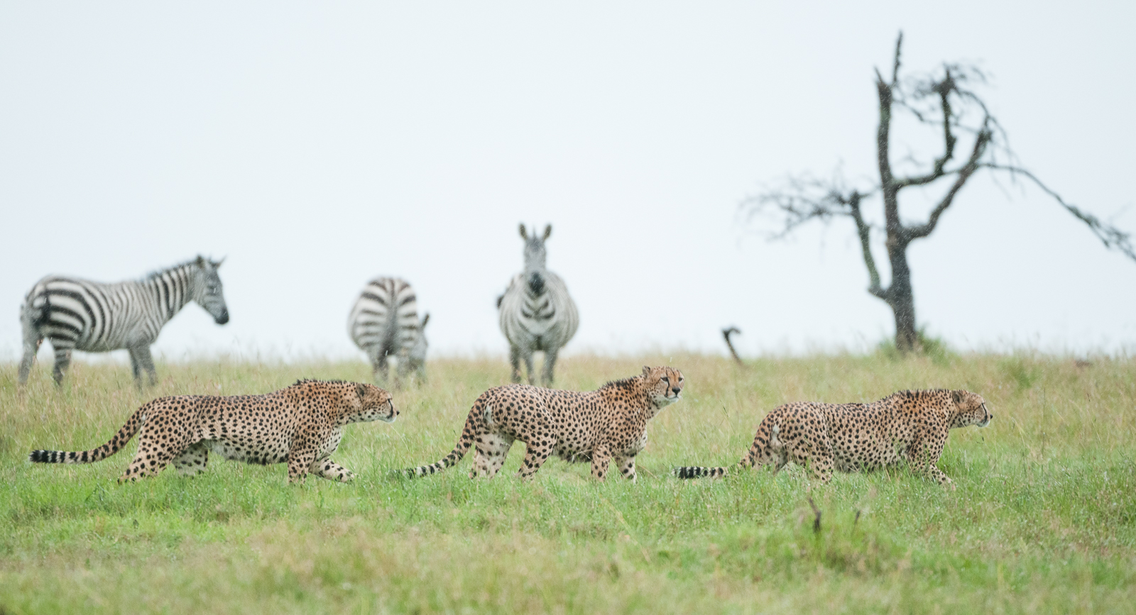 Cheetahs on Prowl, Ol Pajeta, Laikipia, Kenya