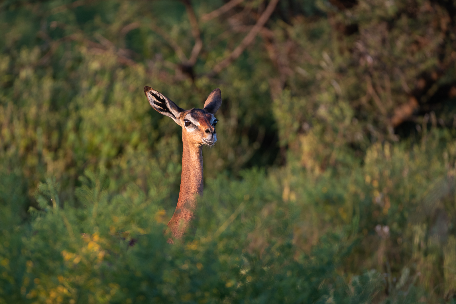 Female Gerenuk, Samburu National Reserve, Kenya
