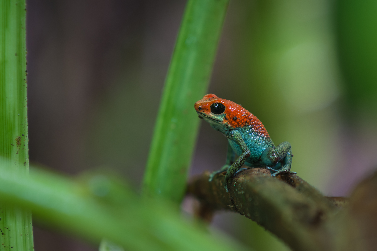 Granular Poison Frog, Pavones, Costa Rica