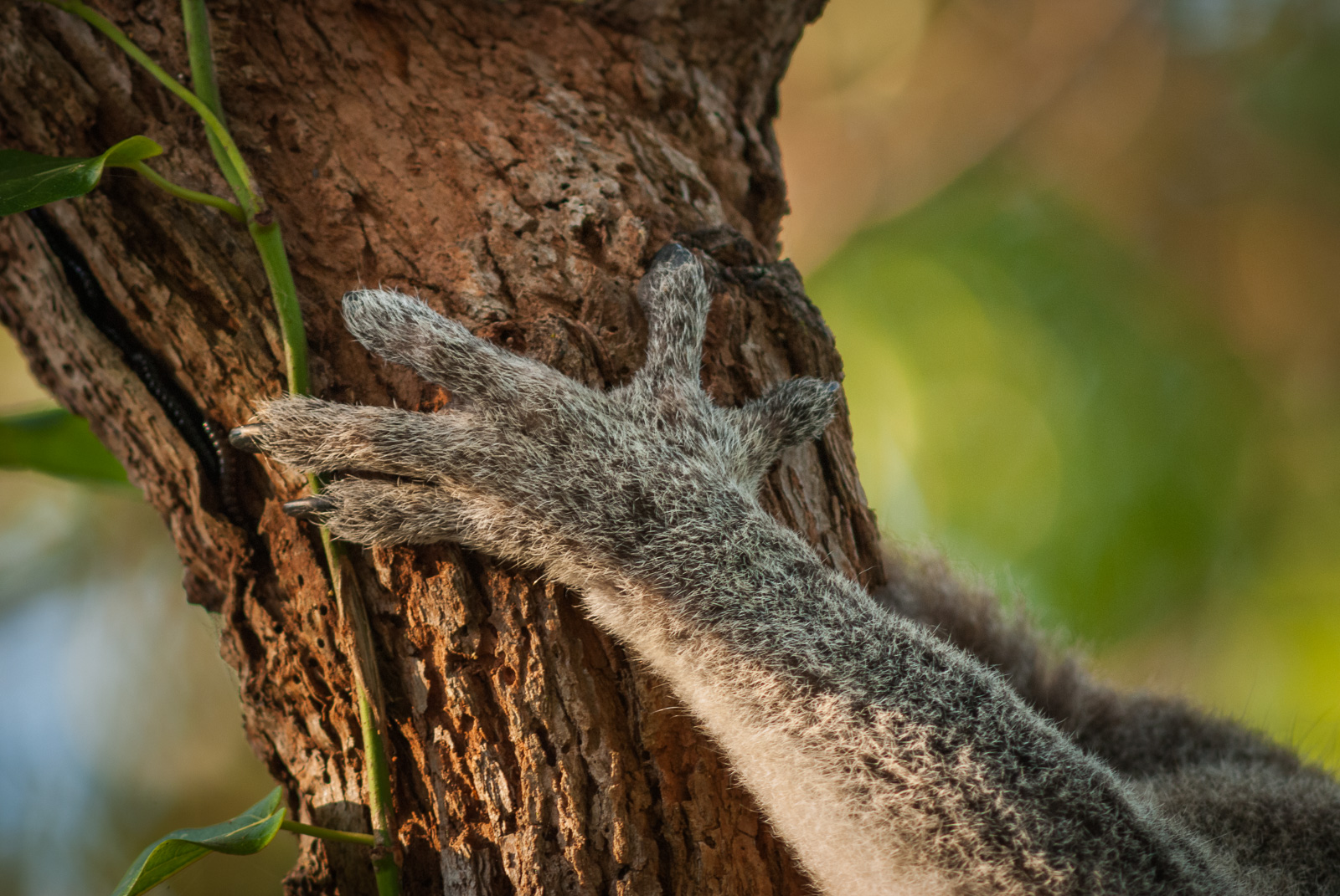 Koala Paw, Kangaroo Island, South Australia
