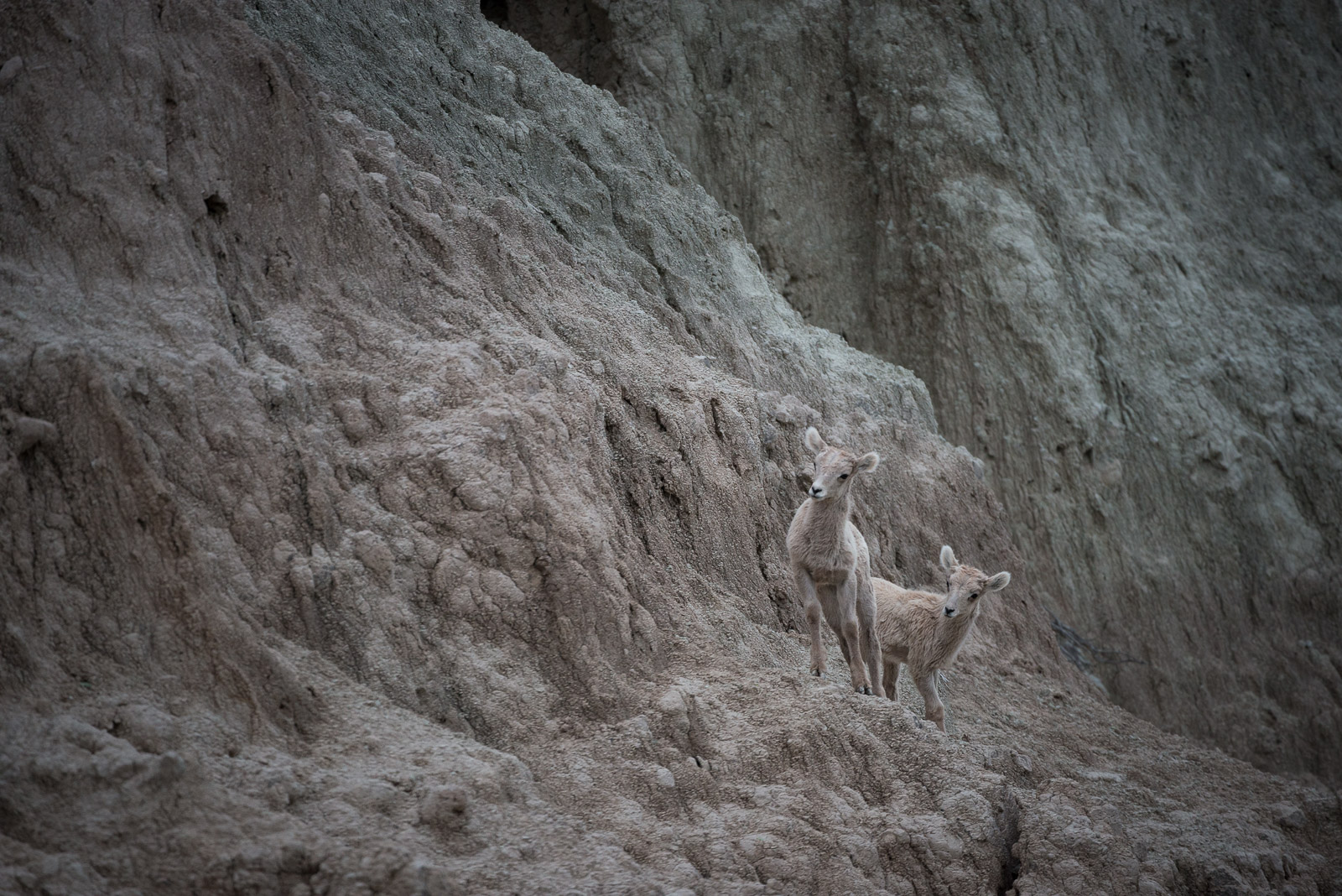 Bighorn Lambs, Badlands National Park, South Dakota