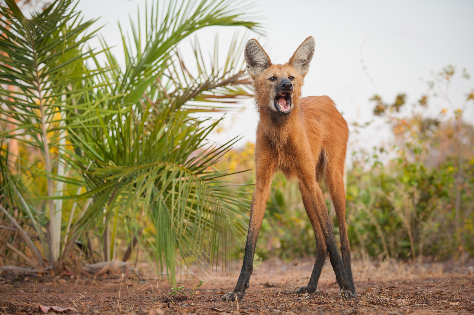 Maned Wolf, Piaui State, Brazil
