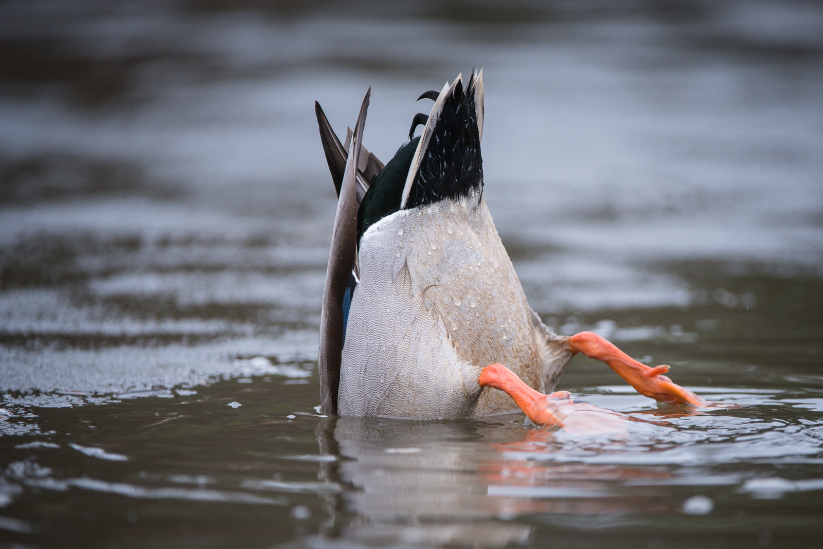 Northern Pintail, British Columbia, Canada