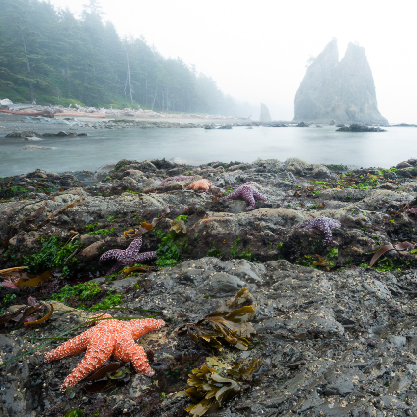 Ochre Sea Stars, Olympic National Park, Washington