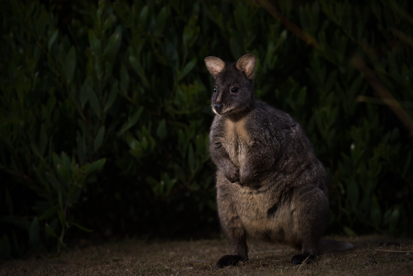 Tasmanian Pademelon, Maria Island, Tasmania, Australia