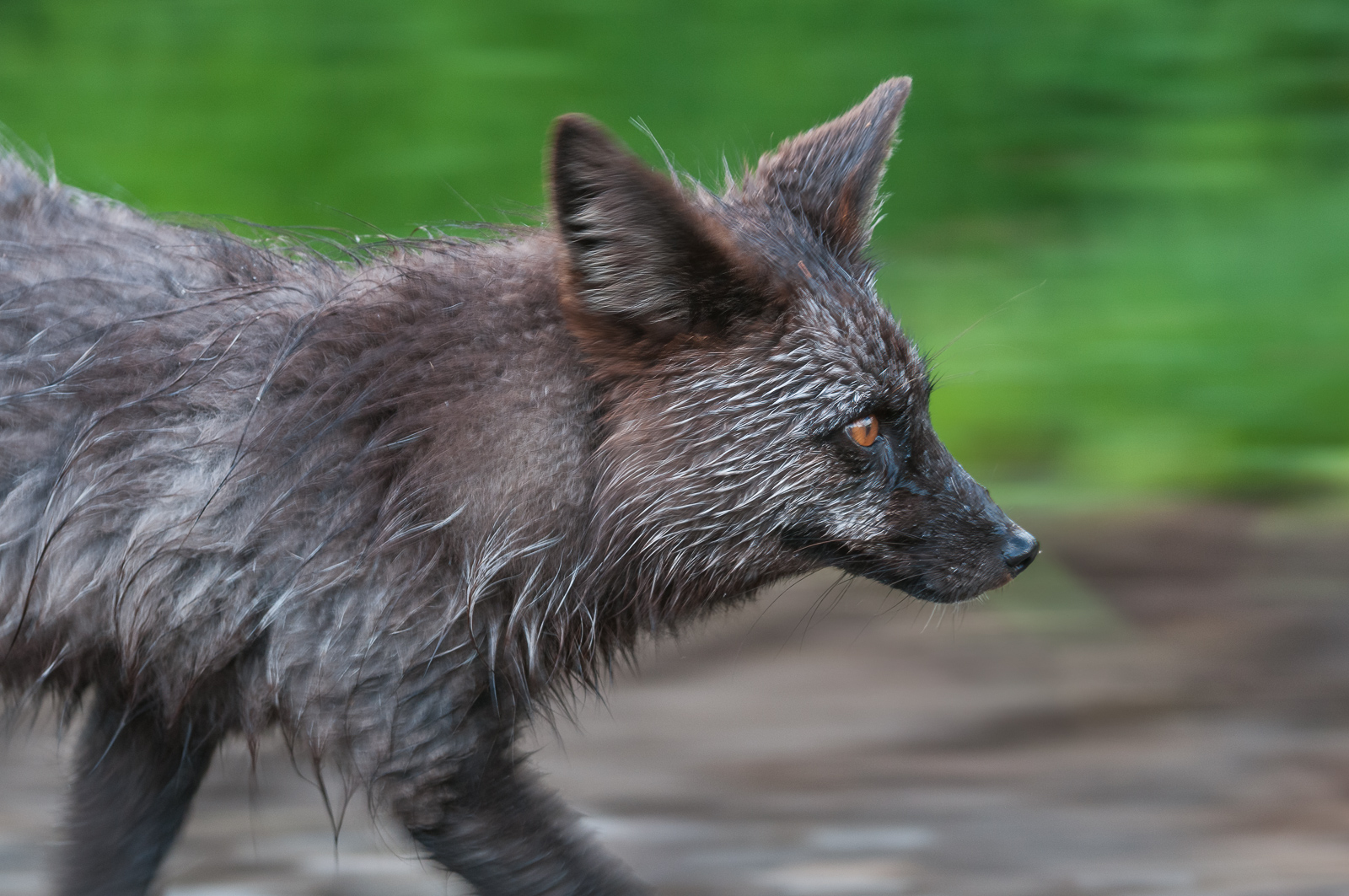 Silver Fox (Red Fox), Mount Rainier National Park, Washington