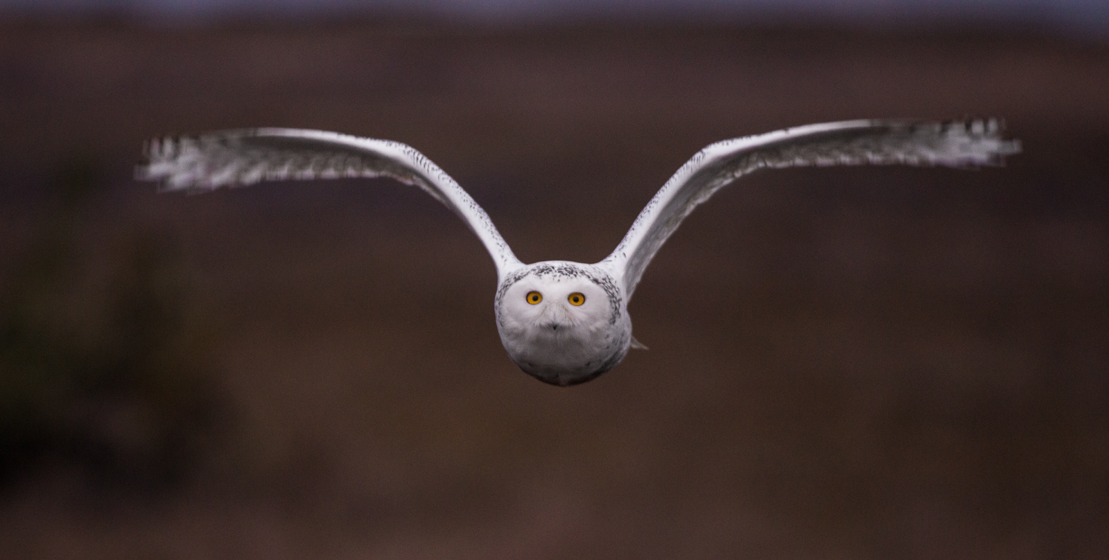 Snowy Owl, Boundary Bay, British Columbia, Canada