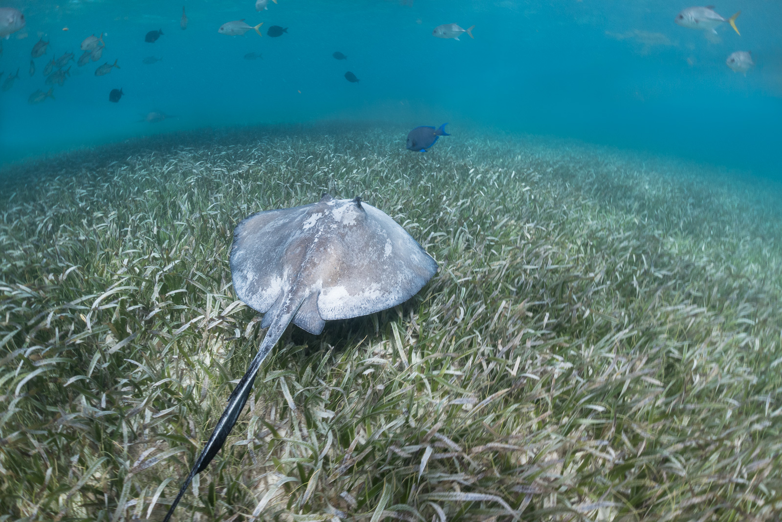 Southern Stingray, Shark Ray Alley Marine Reserve, Belize