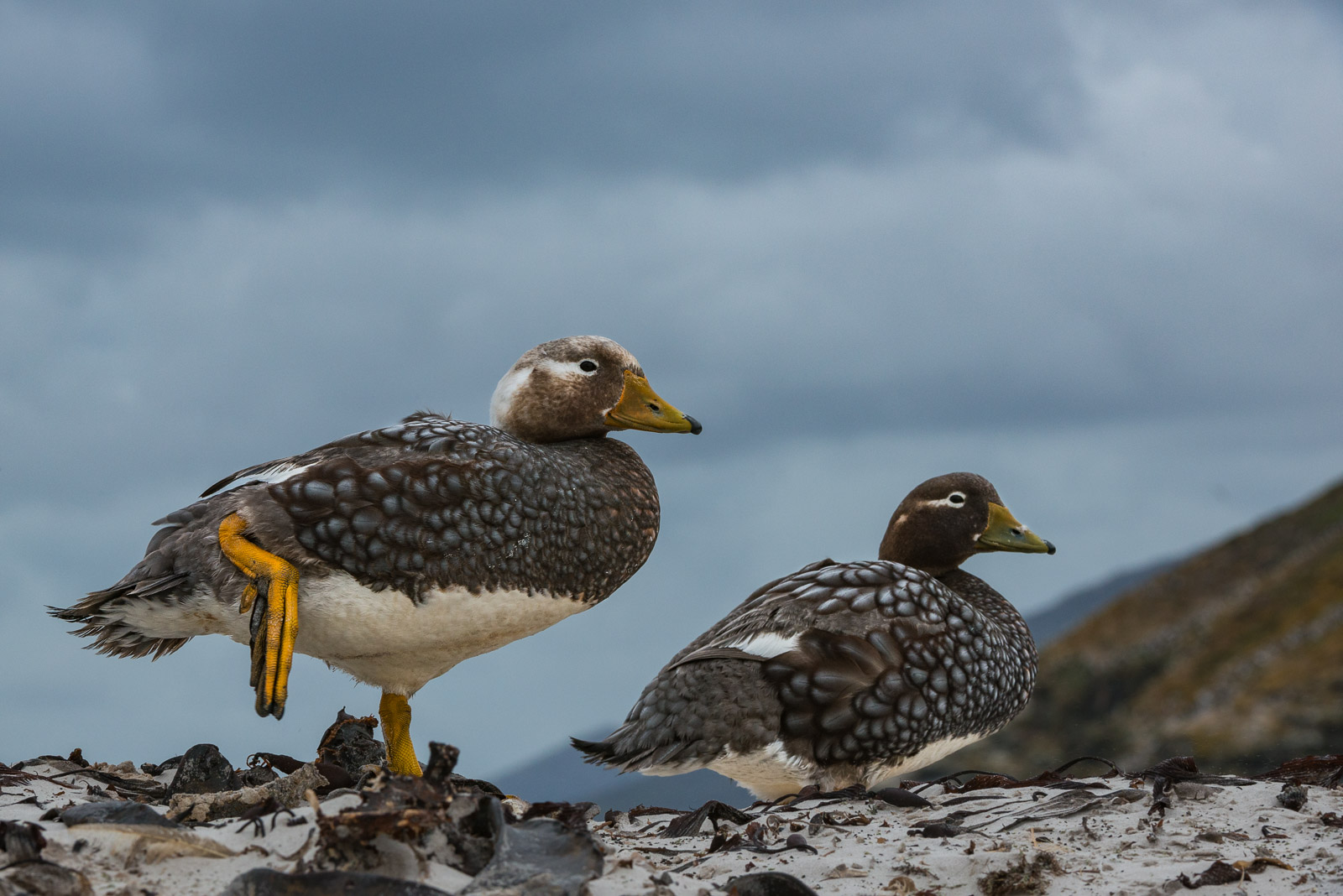 Faulkland Steamer Ducks, Saunders Island, Faulkland Islands