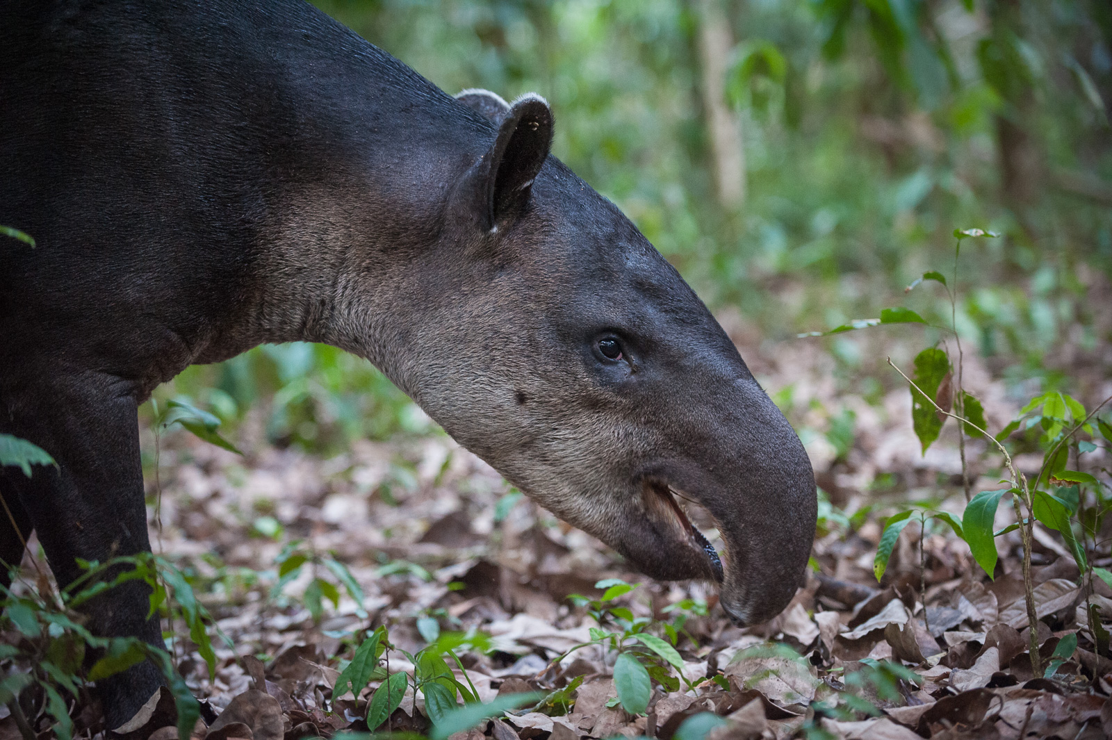 Baird's Tapir, Corcovado National Park, Costa Rica