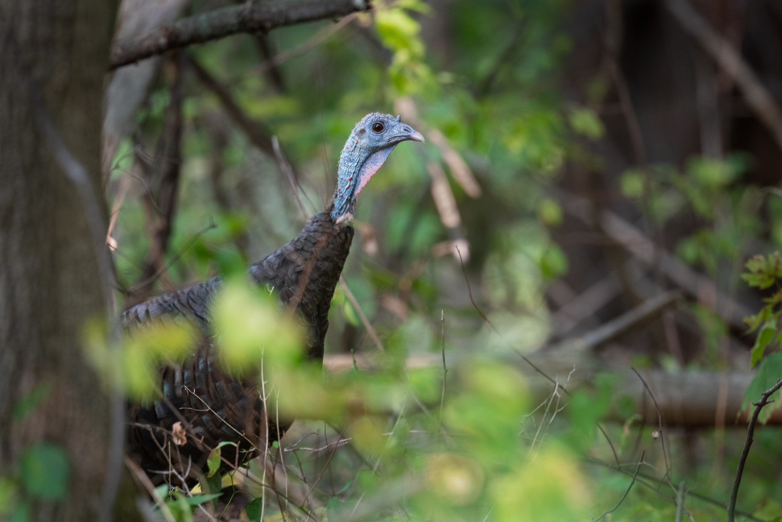 Wild Turkey, Farmington, Connecticut