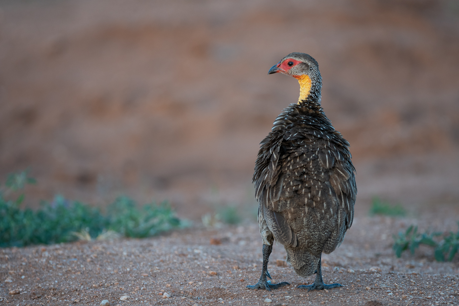 Yellow-Necked Spurfowl, Samburu National Reserve, Kenya