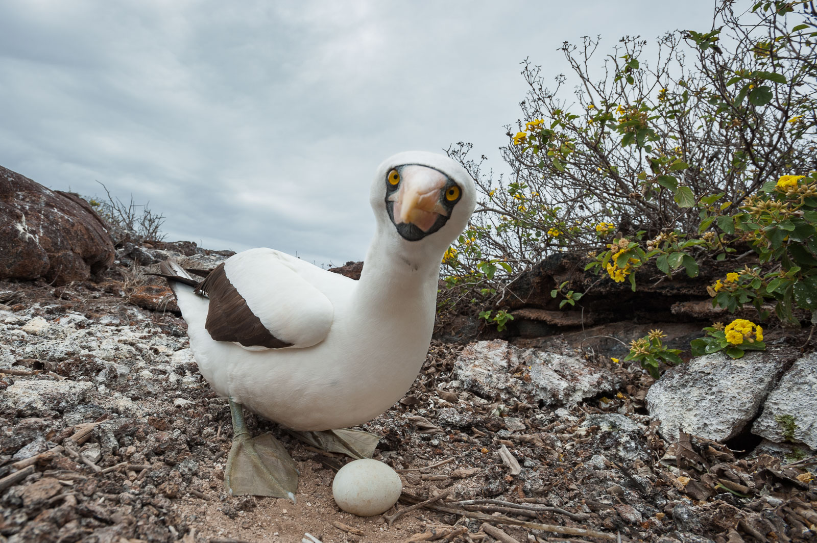 Nazca Booby, Galápagos Islands, Ecuador