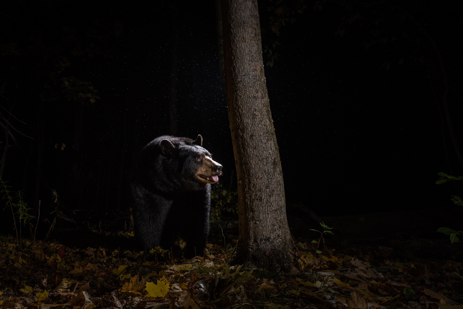 Black Bear, Farmington, Connecticut