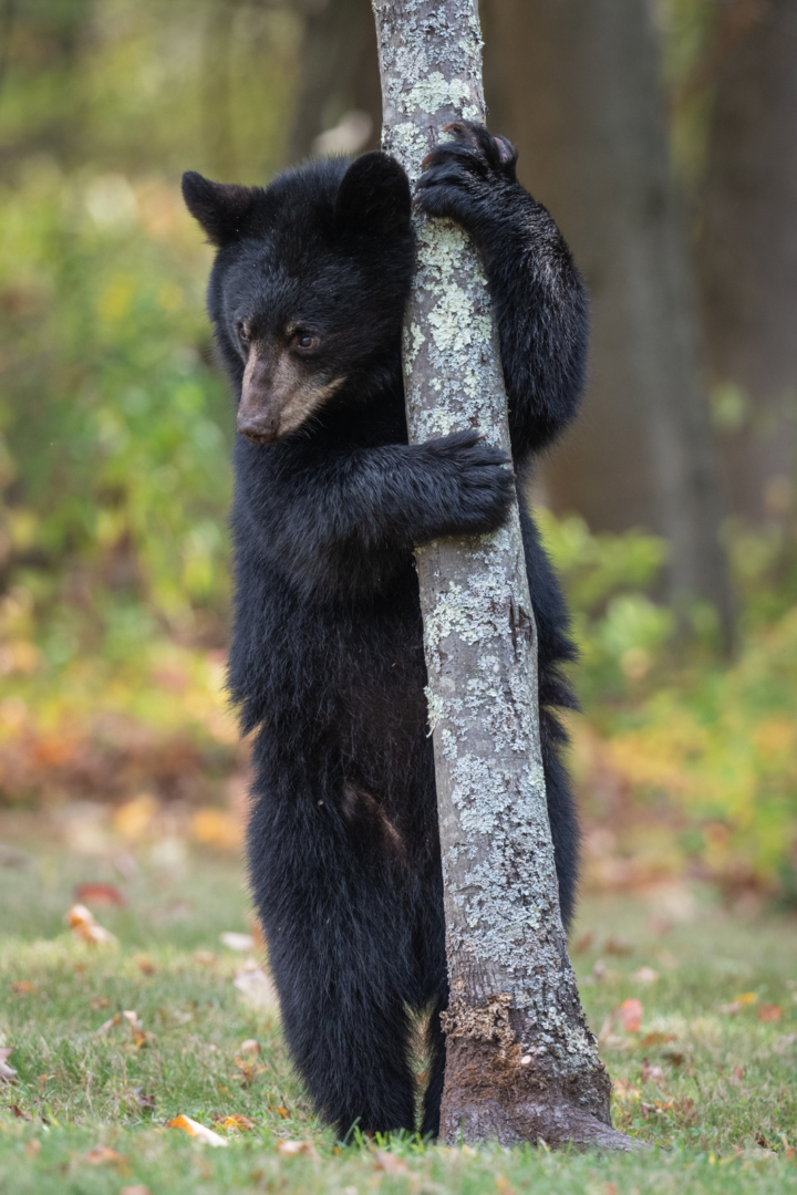Black Bear Cub, Farmington, Connecticut