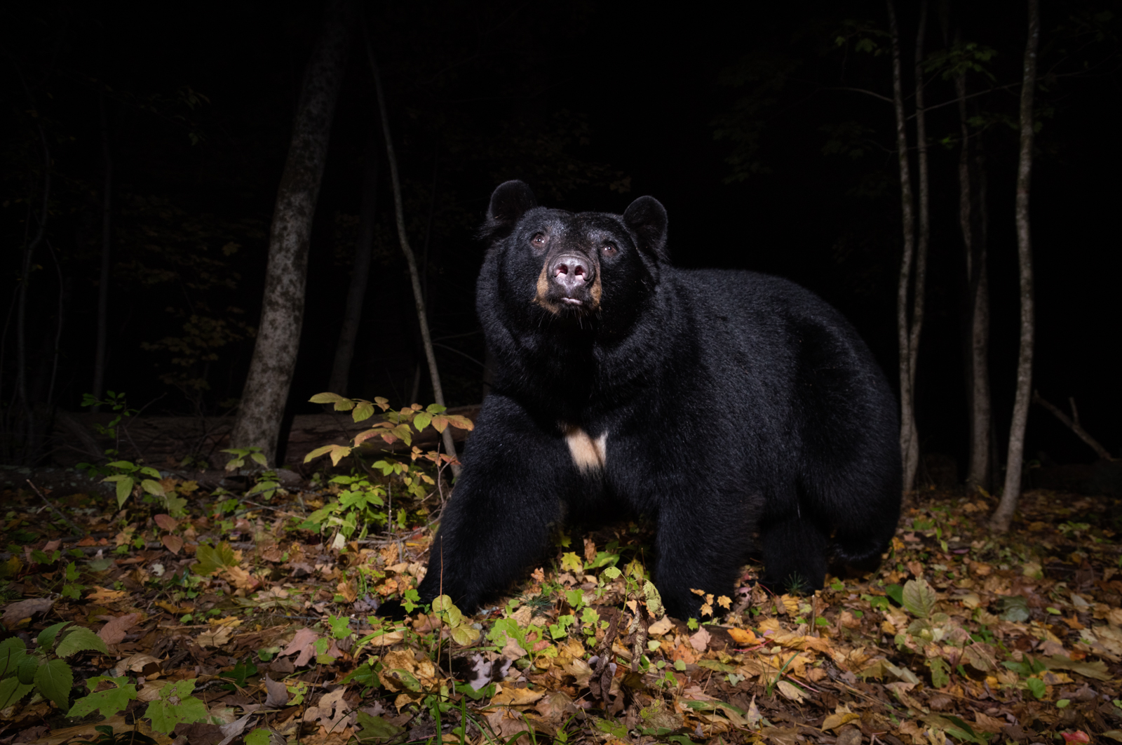 Black Bear, Farmington, Connecticut