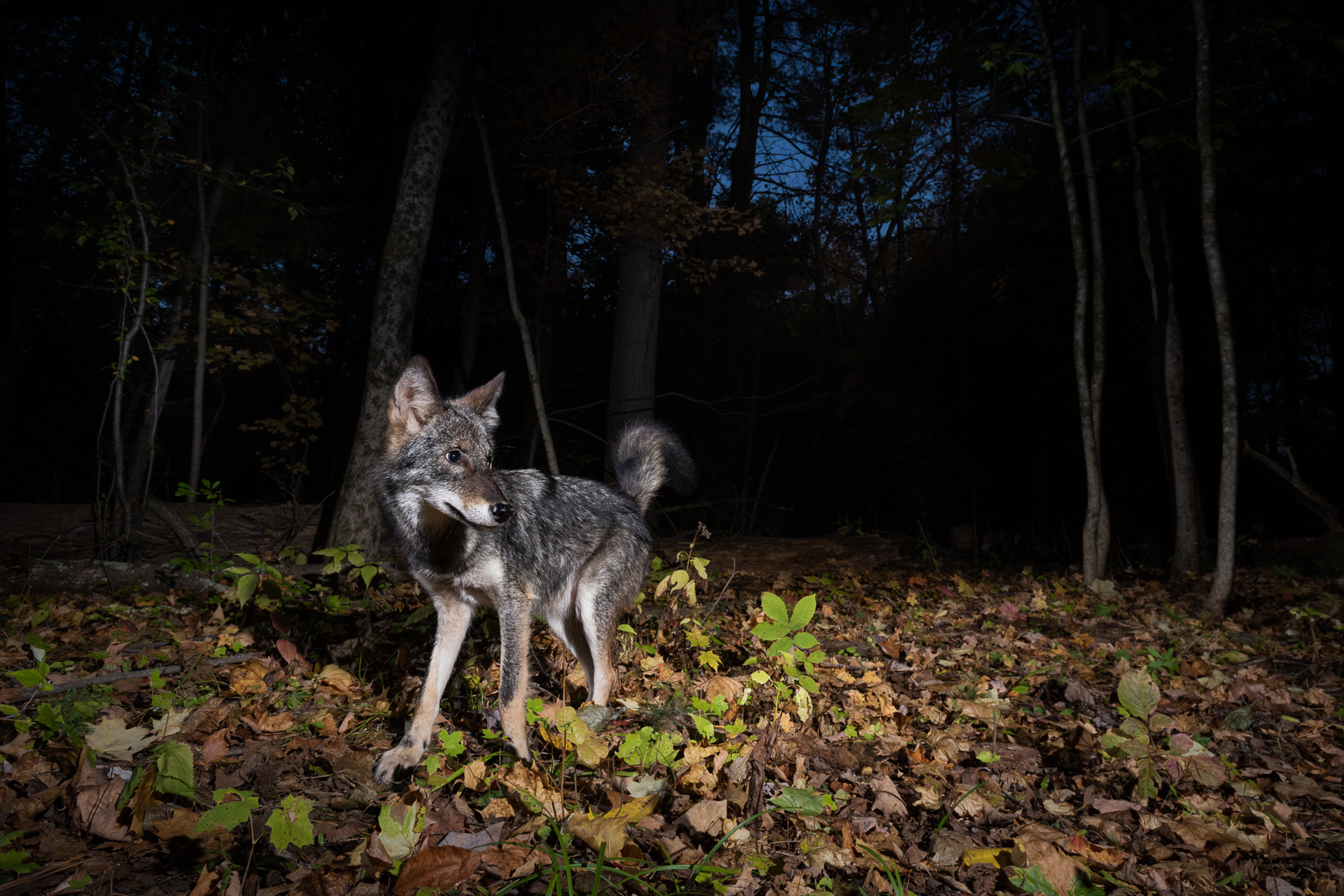 Eastern Coyote, Farmington, Connecticut