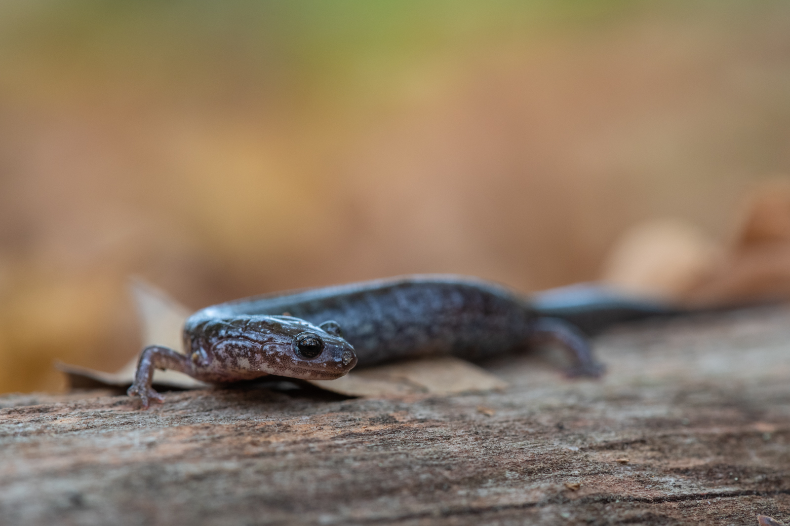 Dusky Salamander, Farmington, Connecticut