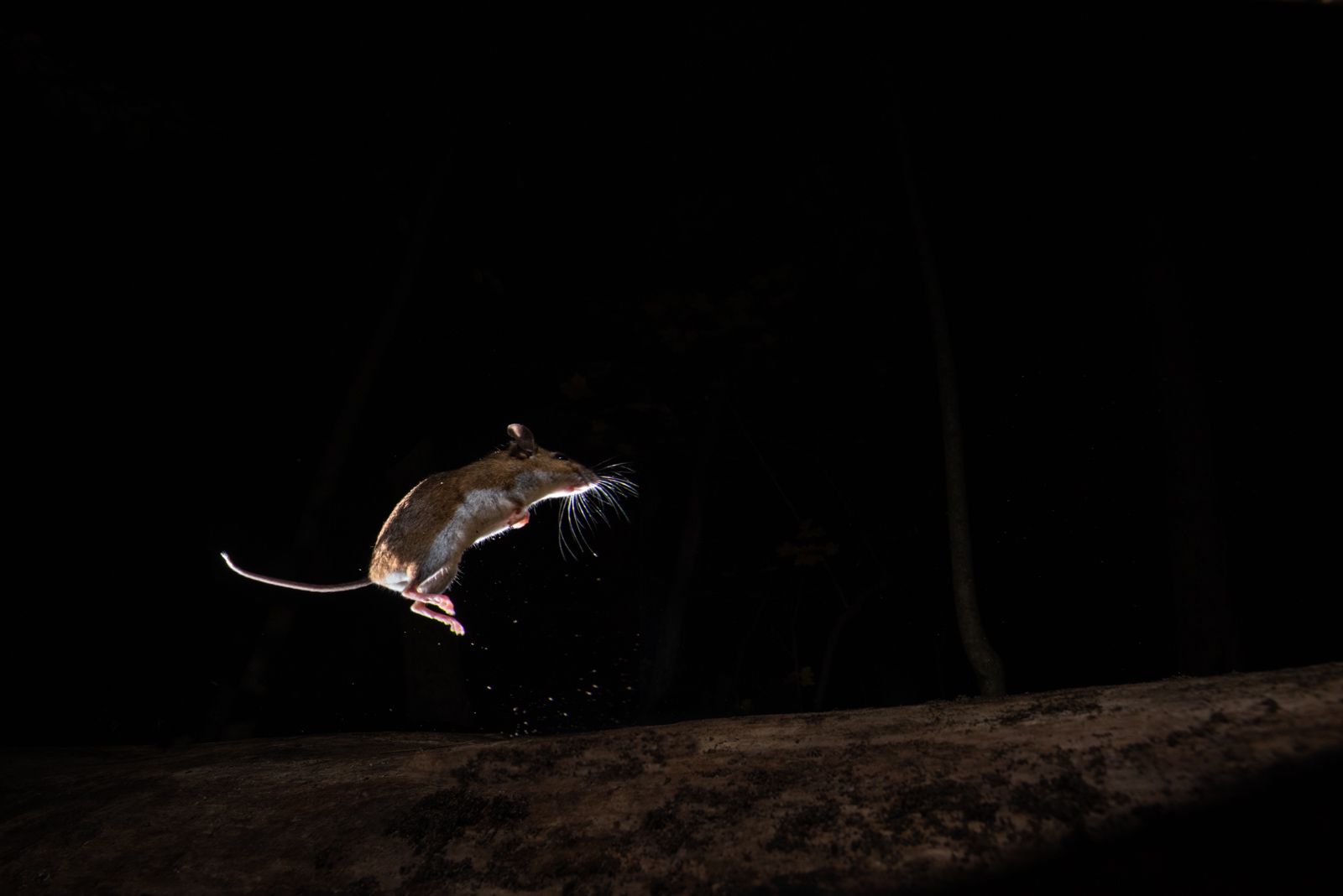 Deer Mouse, Farmington, Connecticut