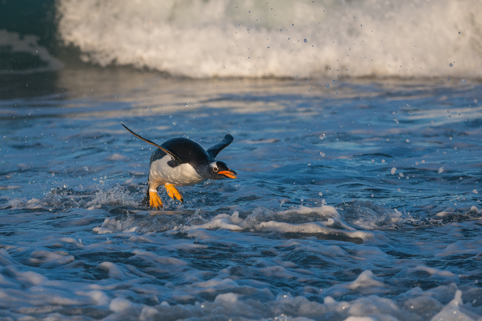 Gentoo Penguin, Sea Lion Island, Falkland Islands