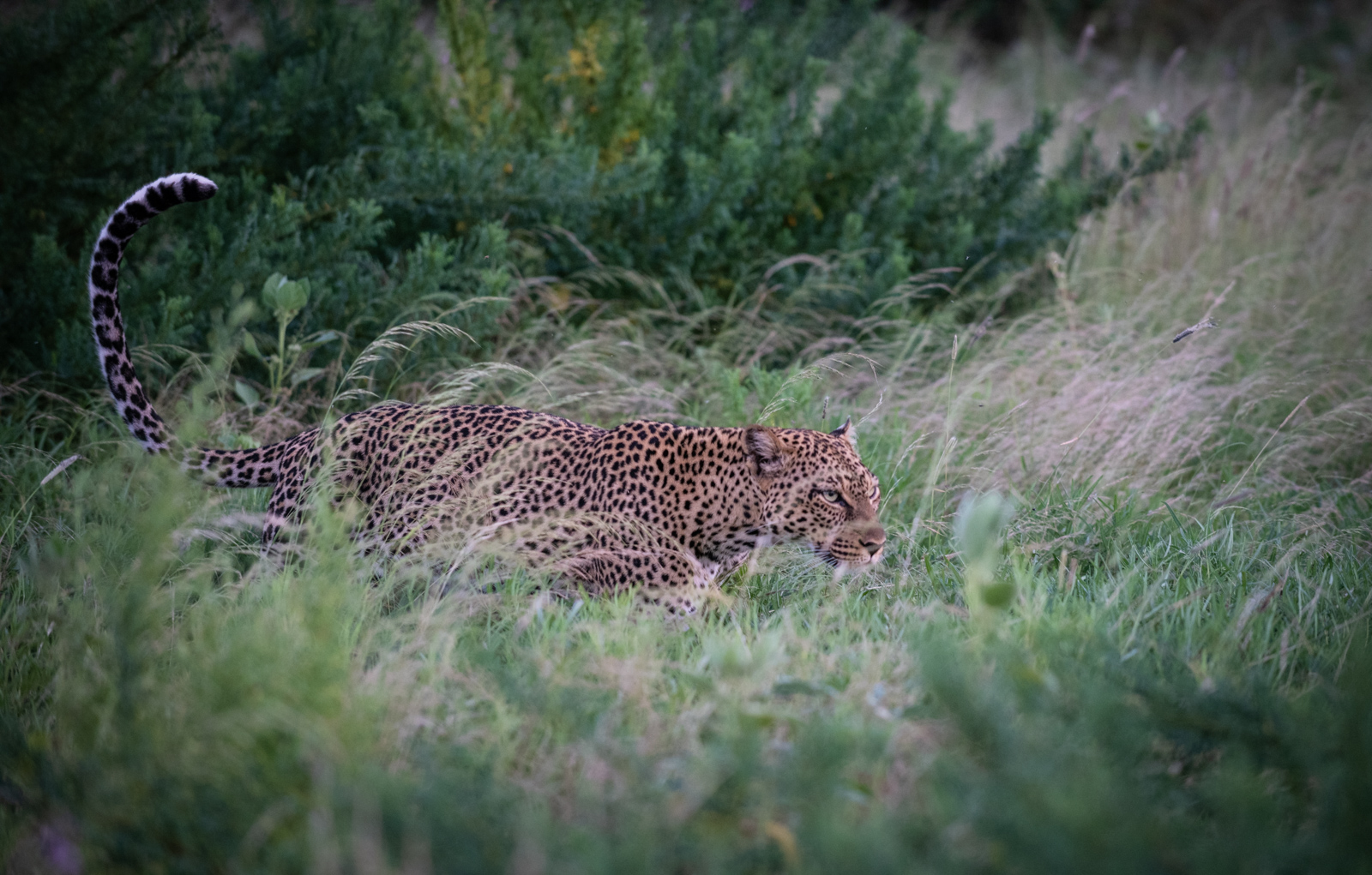 Leopard, Samburu National Reserve, Kenya