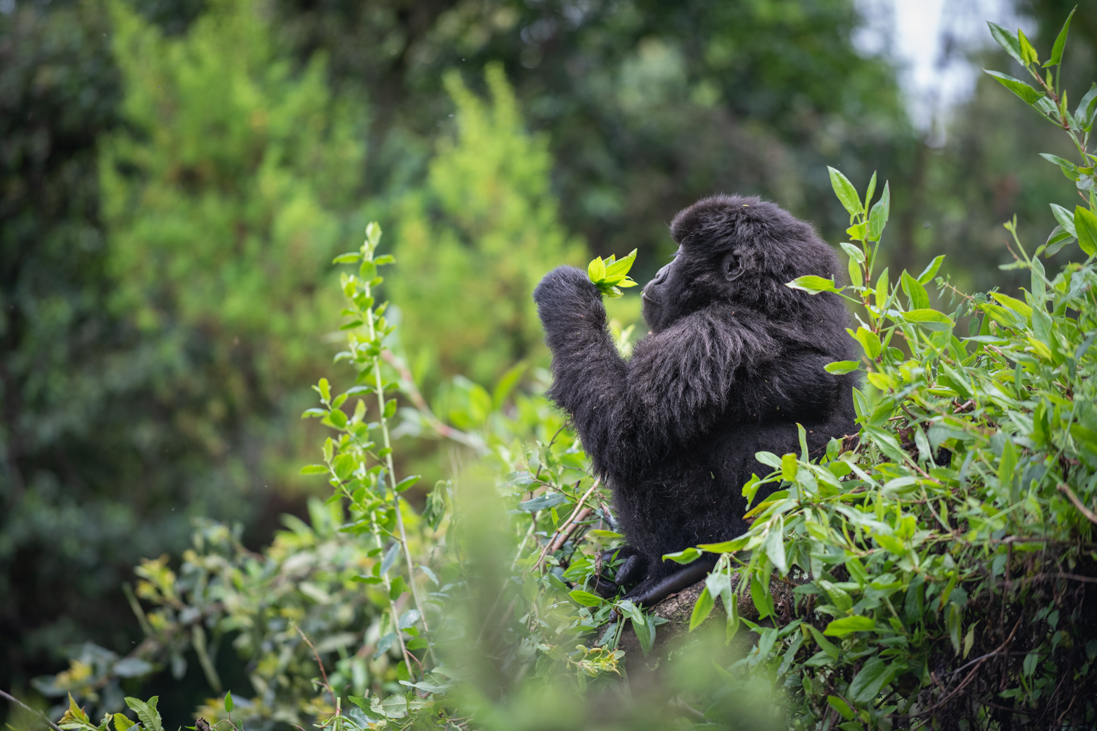 Mountain Gorilla, Mgahinga National Park, Uganda