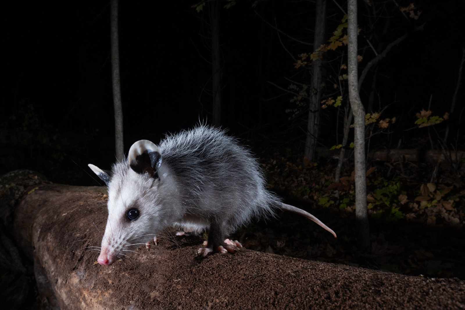 Virginia Opossum, Farmington, Connecticut