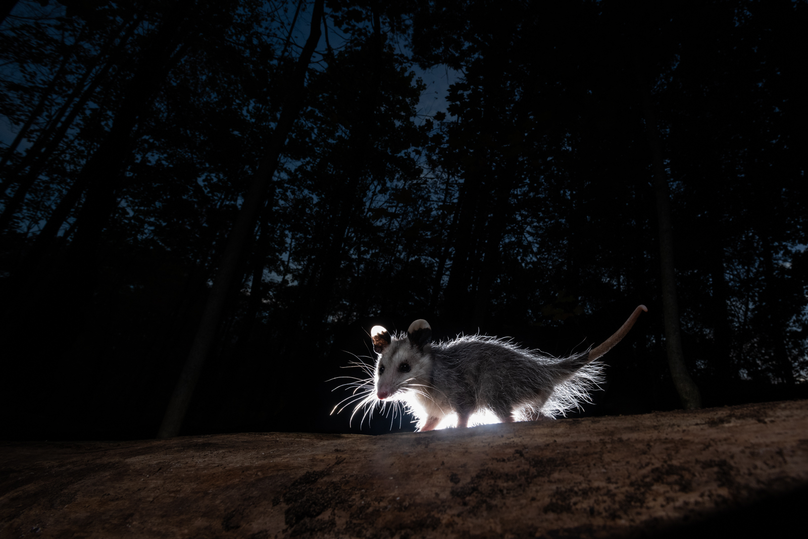Virginia Opossum, Farmington, Connecticut