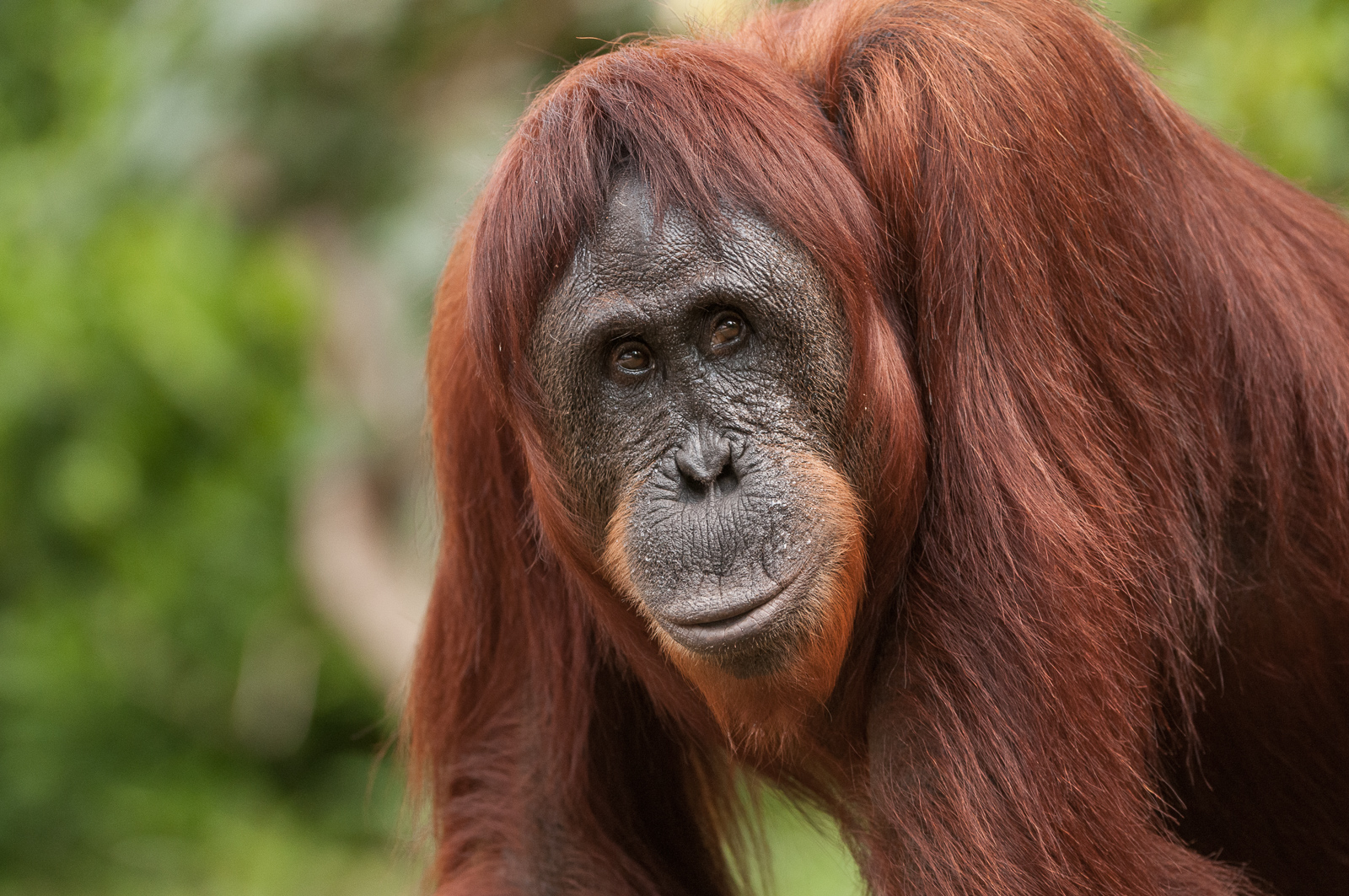 Orangutan, Tanjung Puting National Park, Indonesian Borneo