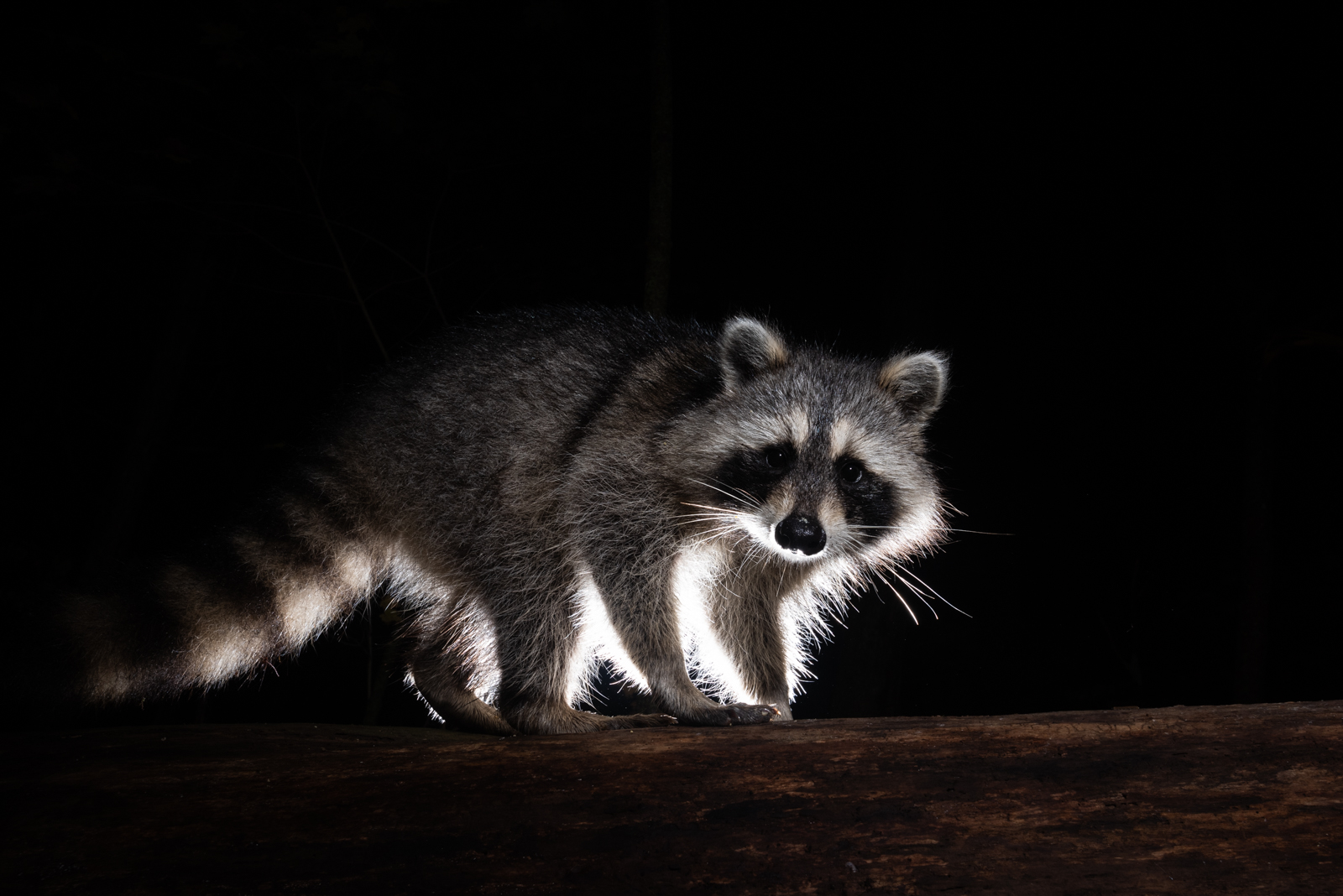 Raccoon, Farmington, Connecticut