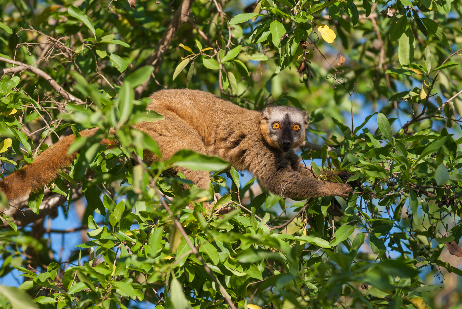 Red-Fronted Brown Lemur, Berenty Reserve, Madagascar