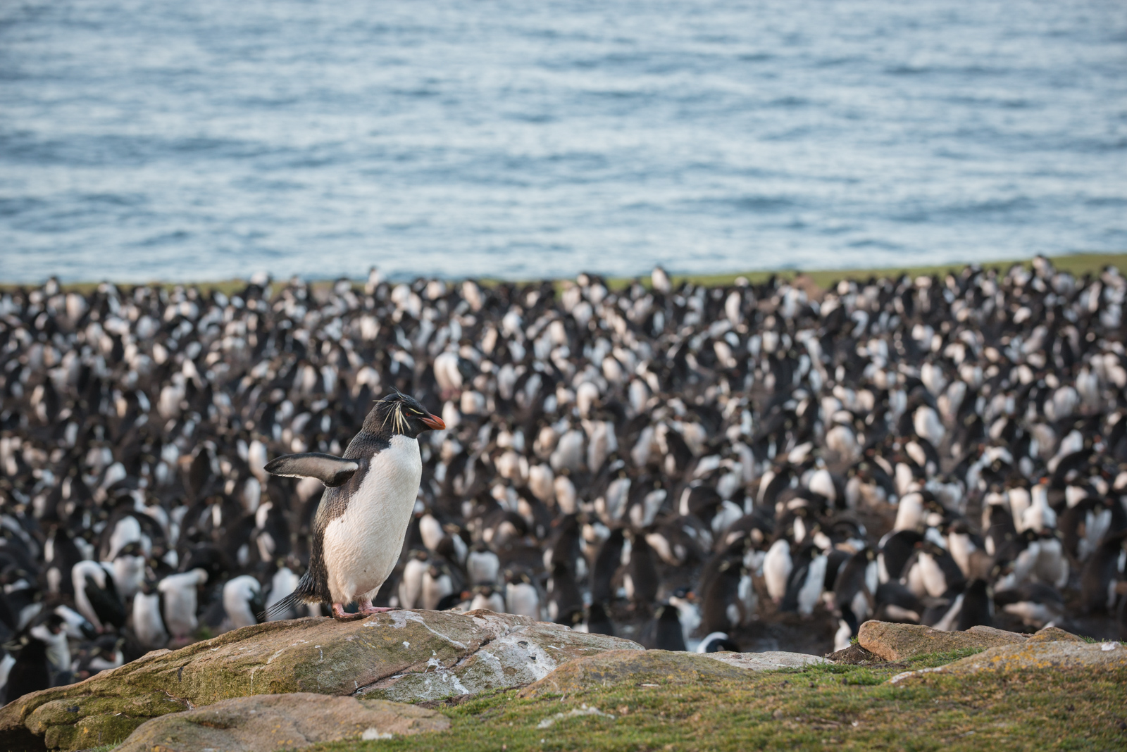 Rockhopper Penguin, Saunders Island, Falkland Islands