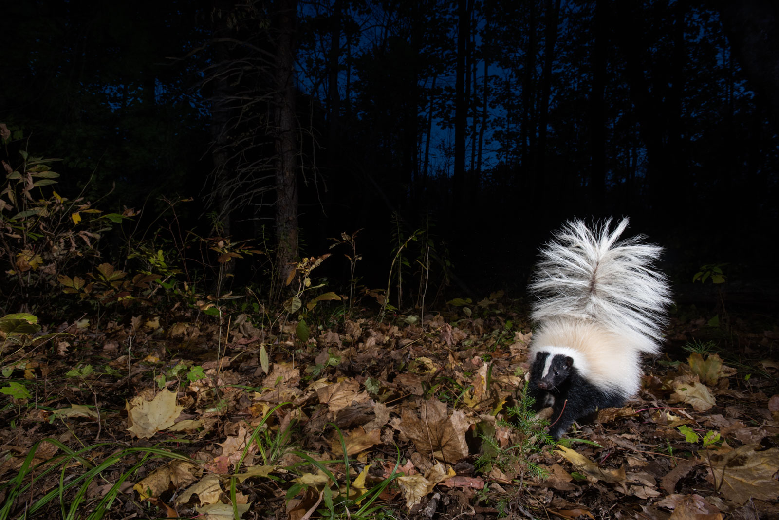 Eastern Striped Skunk, Farmington, Connecticut