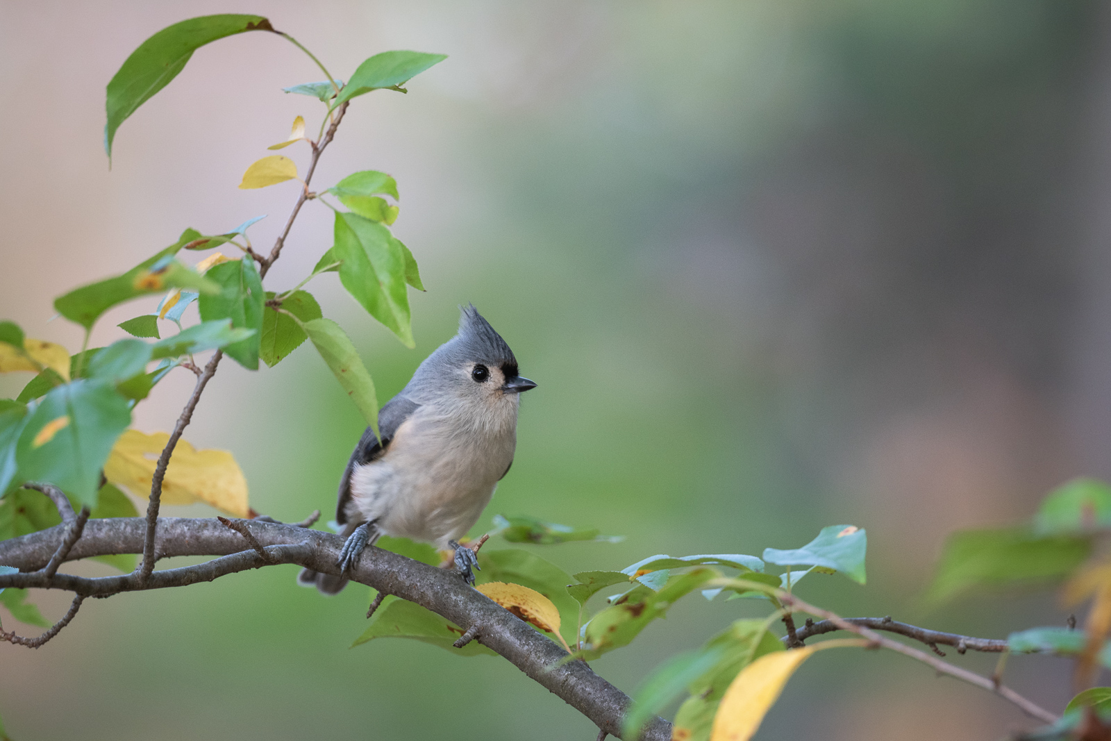 Tufted Titmouse, Farmington, CT