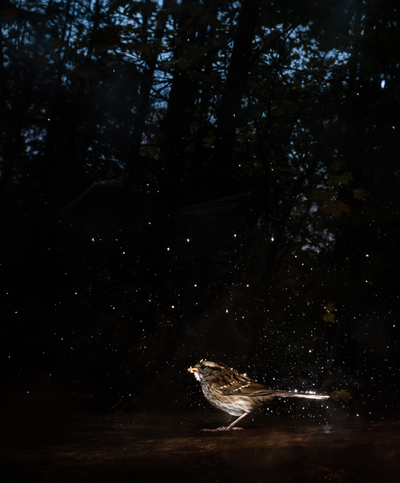 White-Throated Sparrow, Farmington, Connecticut