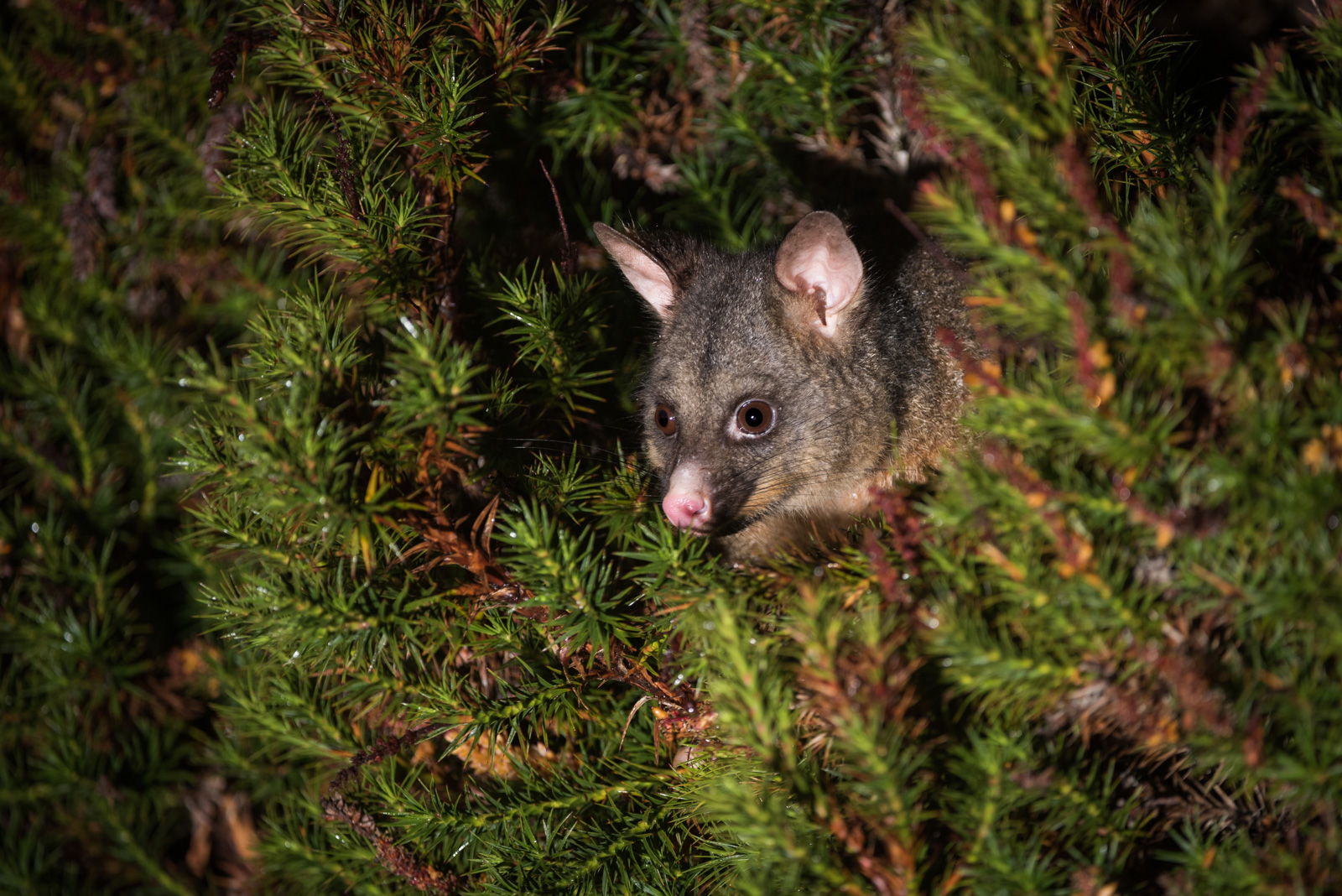 Common Brushtail Possum, Cradle Mountain National Park, Tasmania, Australia