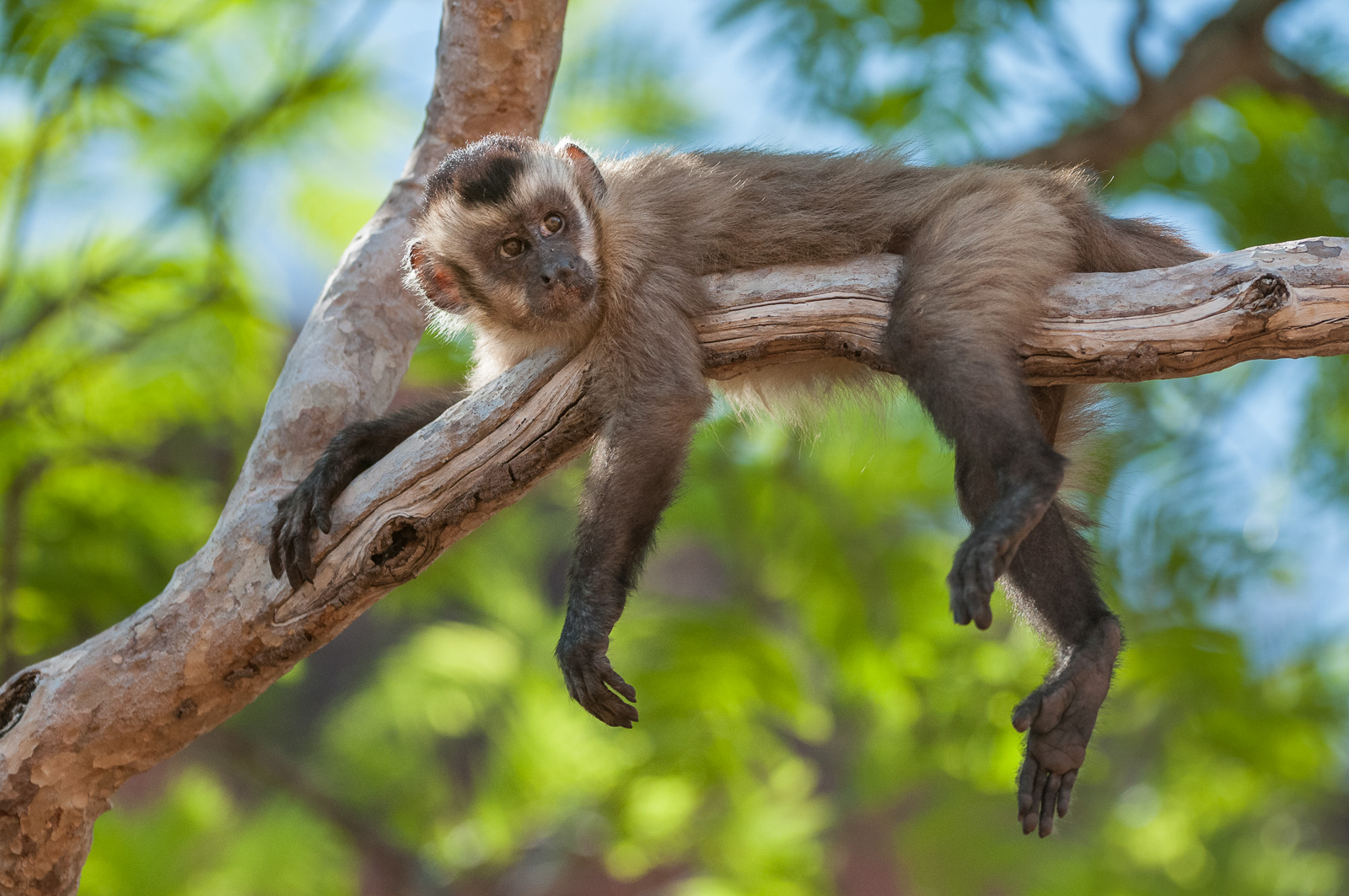 Brown Capuchin Monkey, Piaui, Brazil