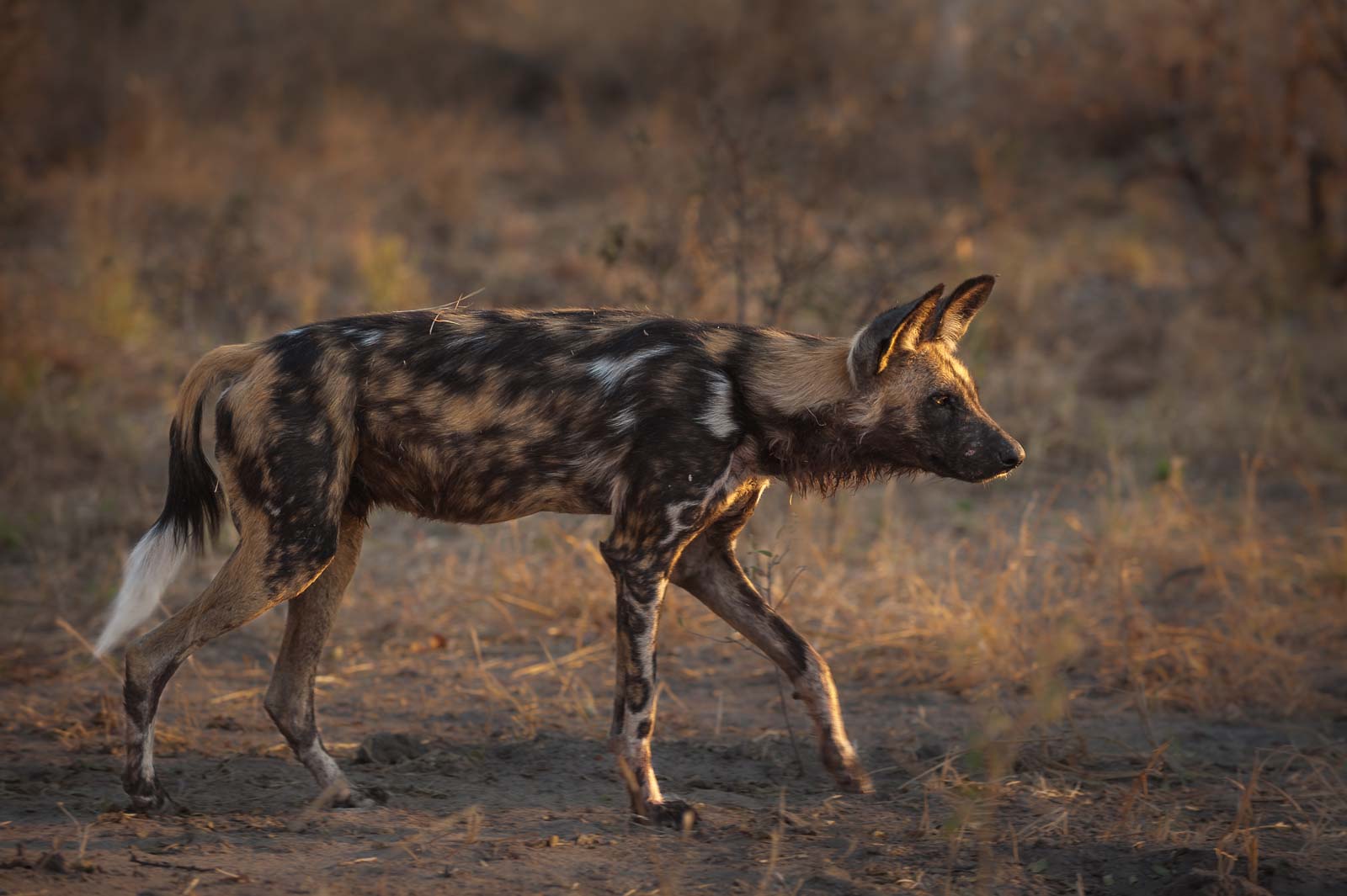 African Wild Dog, Linyanti, Botswana