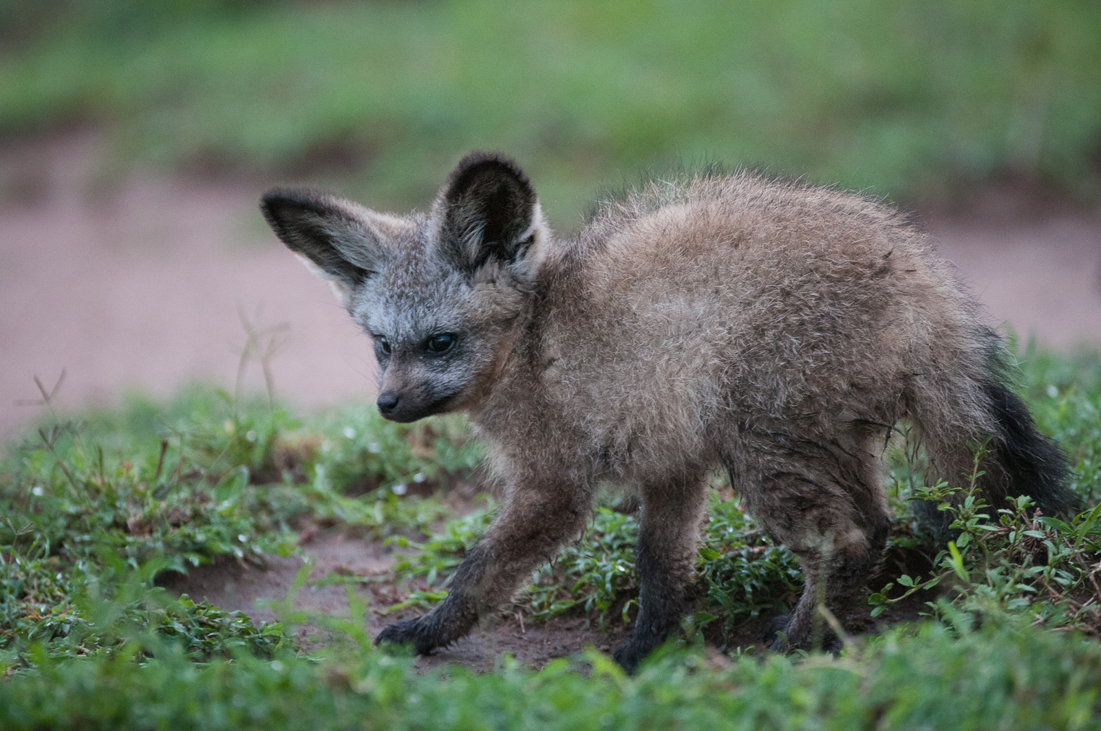 Bat-Eared Fox Pup, Masai Mara, Kenya