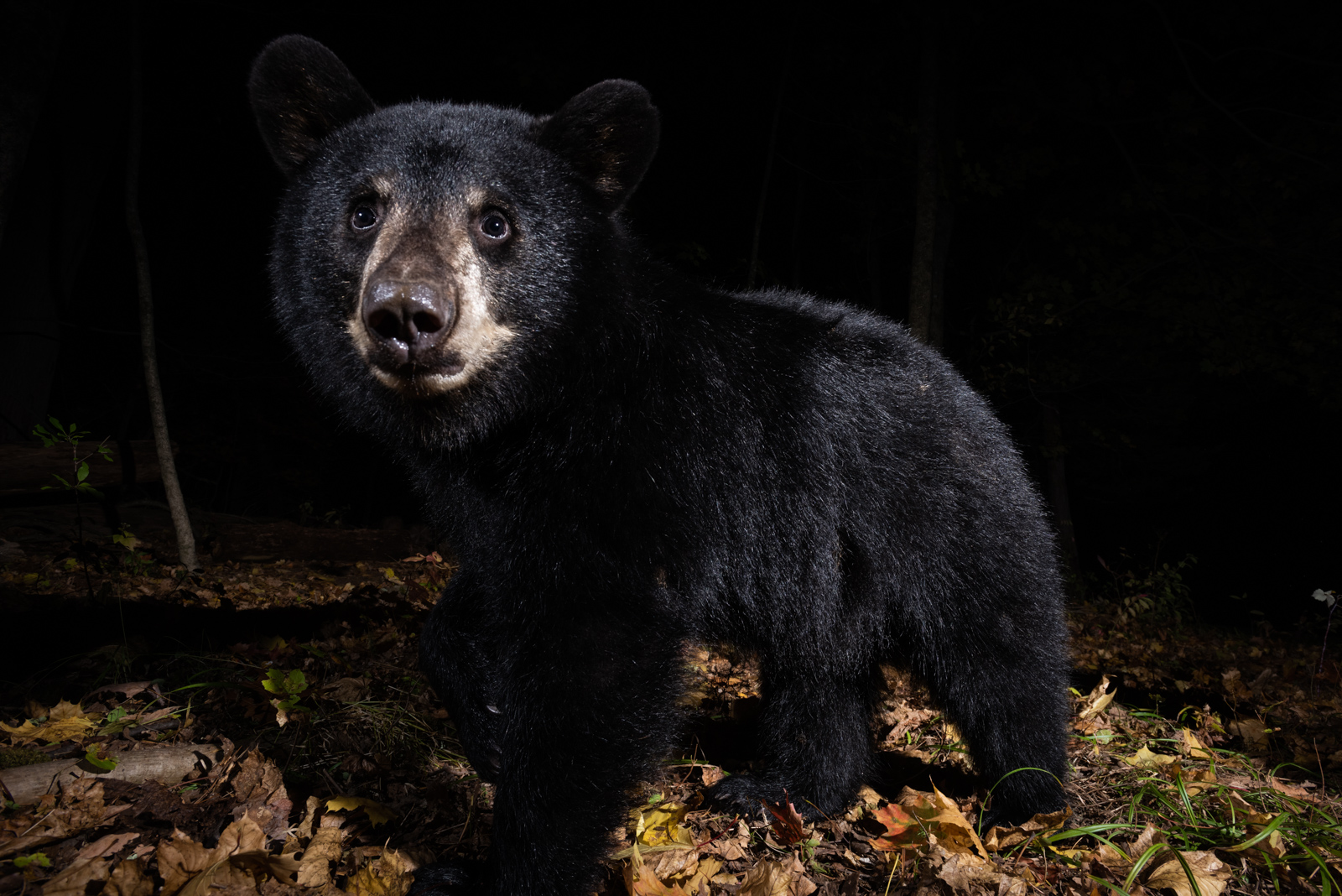 Black Bear Cub, Farmington, Connecticut
