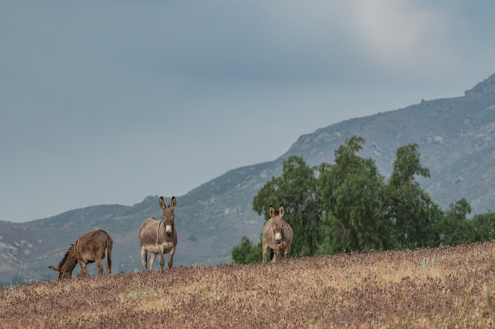 Wild Burros, Moreno Valley, California