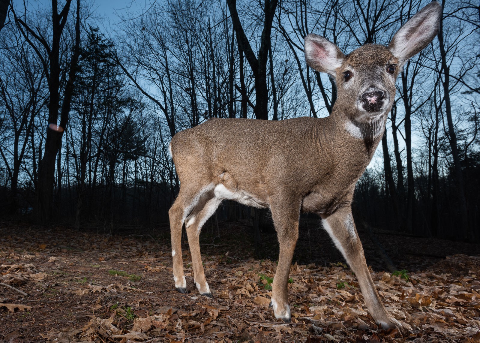 White-Tailed Deer, Farmington, Connecticut