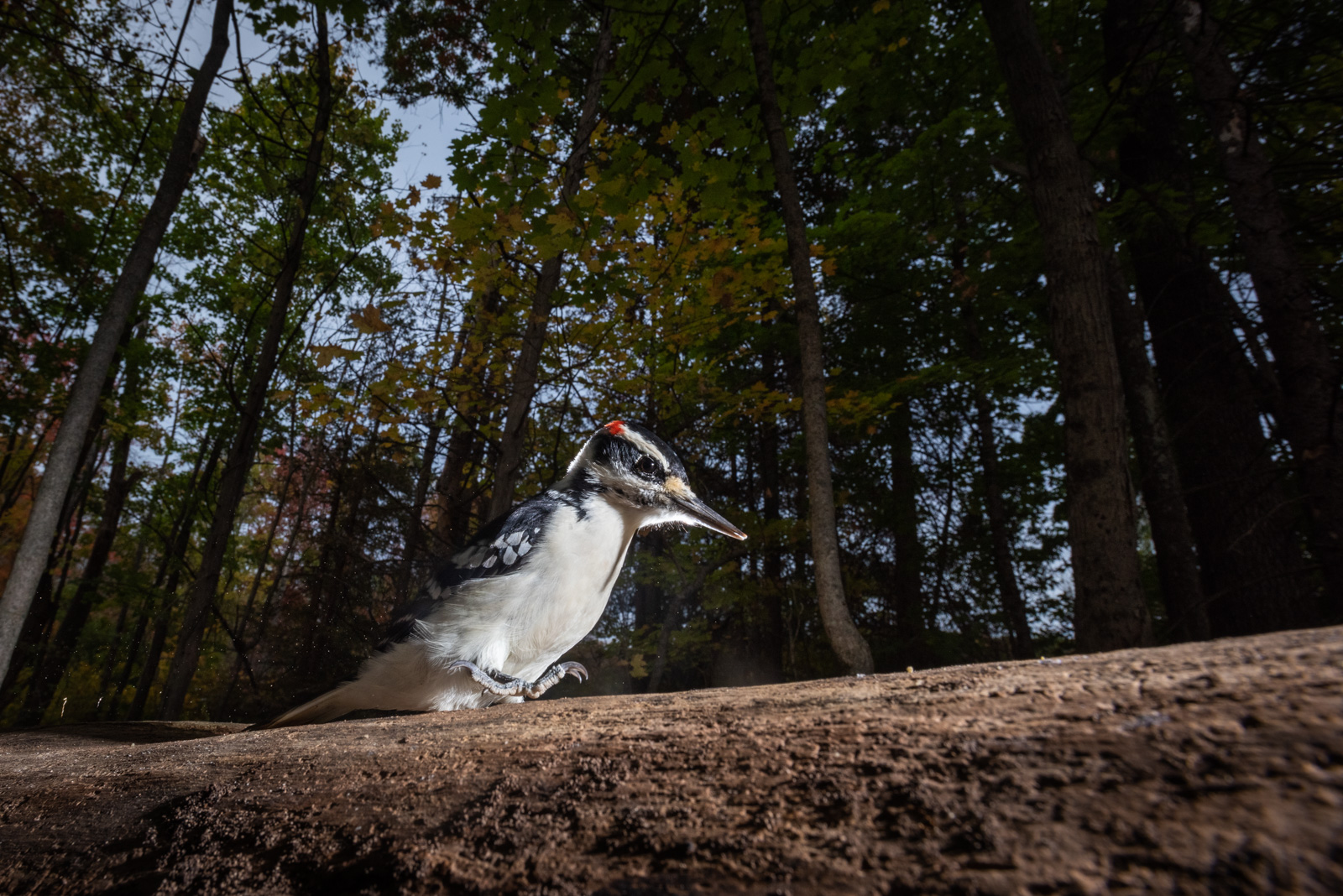 Downy Woodpecker, Farmington, Connecticut