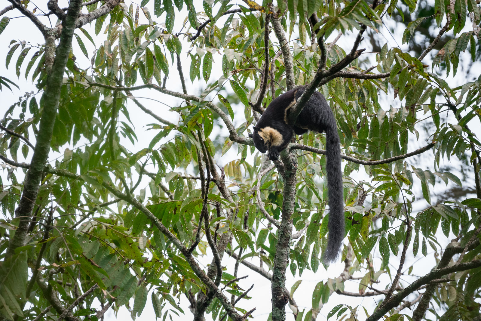 Black Giant Squirrel, Kaeng Krachan National Park, Thailand