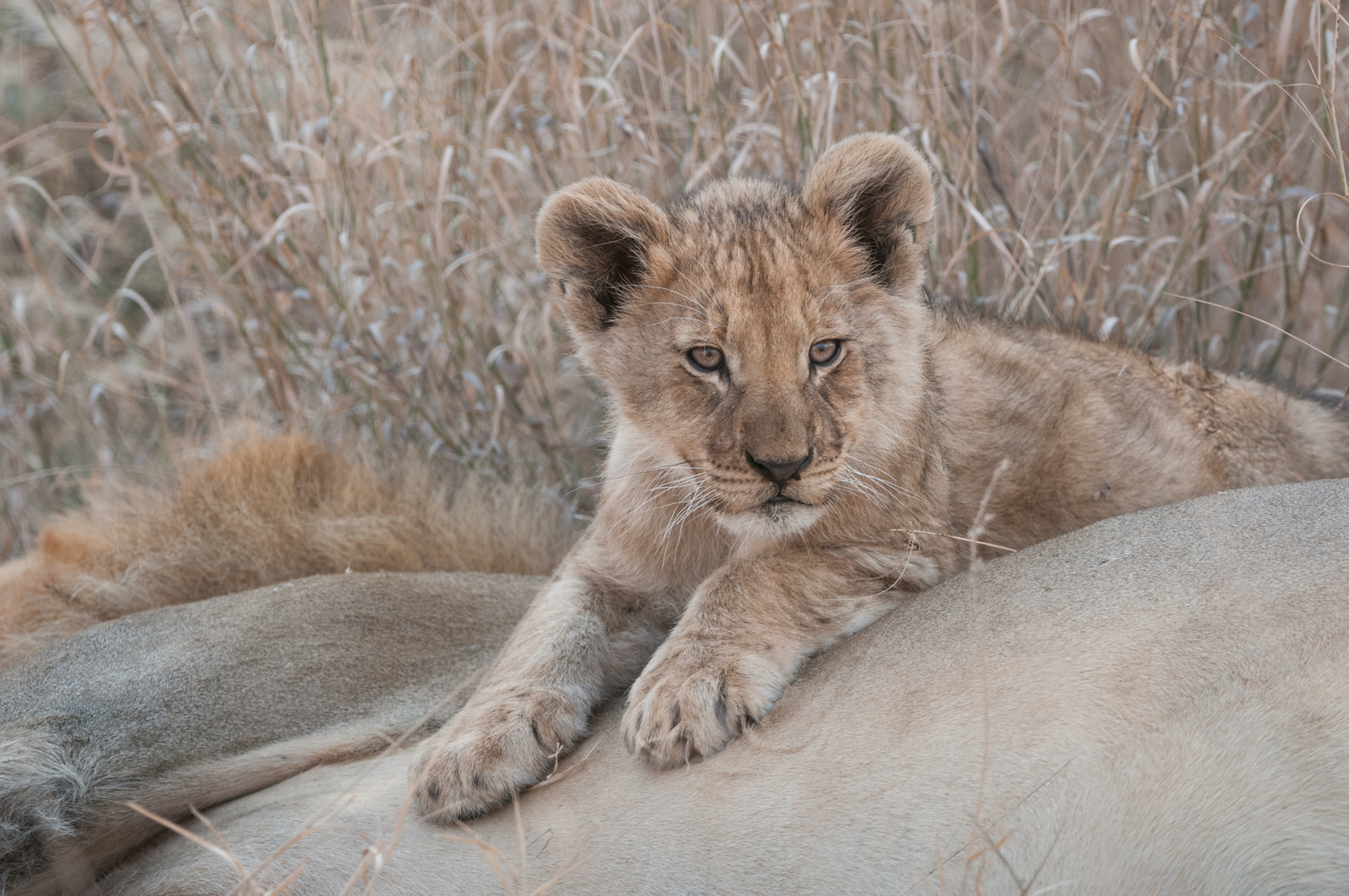 Lion Cub and Father, Central Kalahari Game Reserve, Botswana