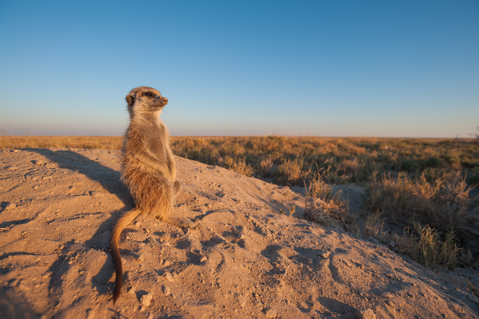Meerkat, Makgadikgadi Pans, Botswana