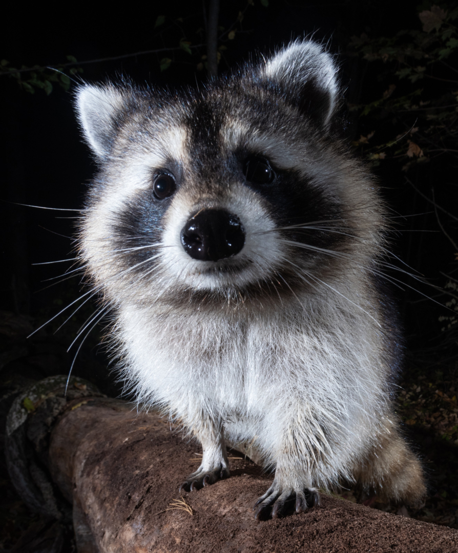 Raccoon, Farmington, Connecticut