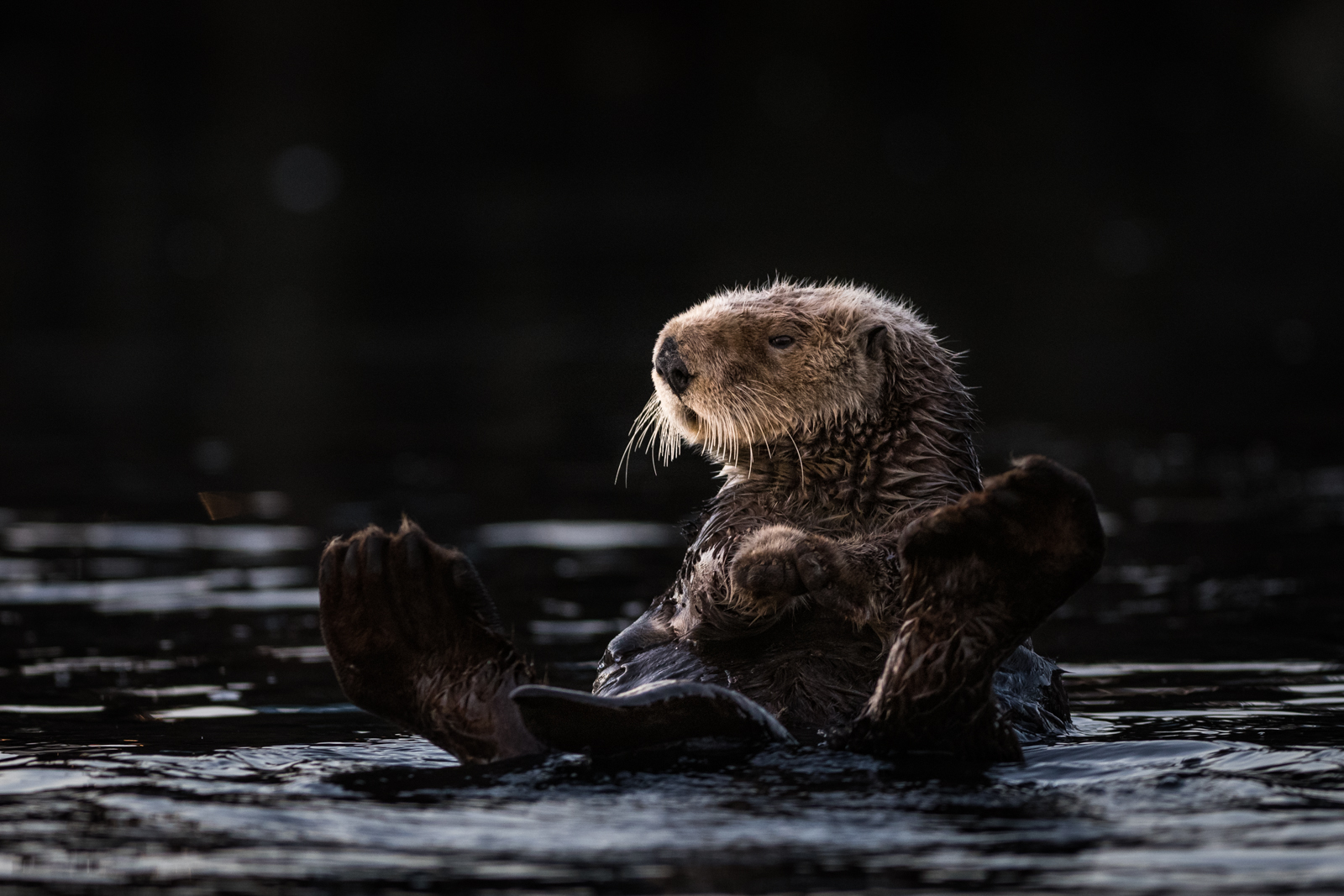 Sea Otter, Morro Bay, California