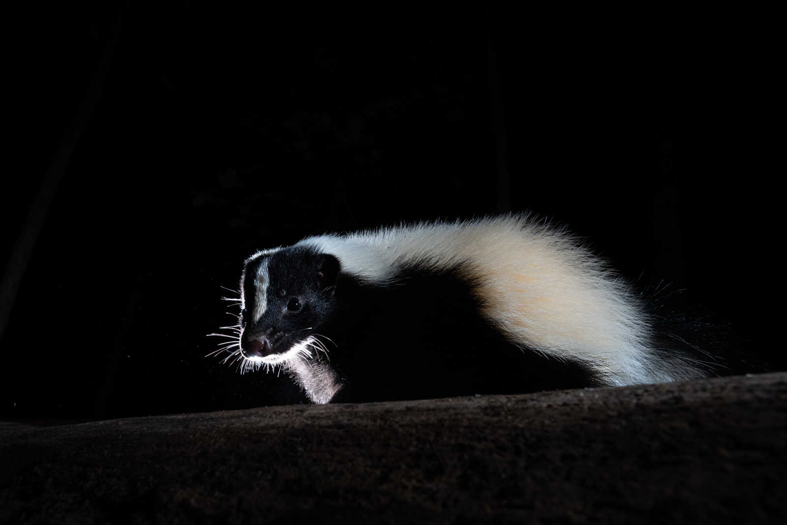 Eastern Striped Skunk, Farmington, Connecticut