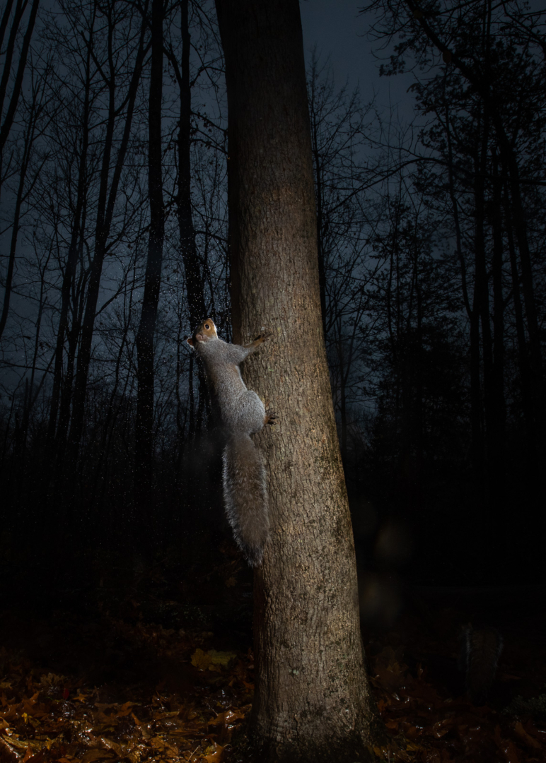Eastern Gray Squirrel, Farmington, Connecticut